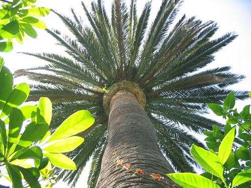 wosk palmowy