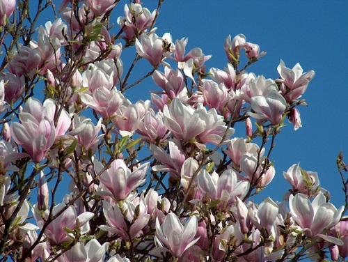 kora magnolii, magnolia