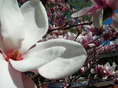 magnolia, drewno magnolii